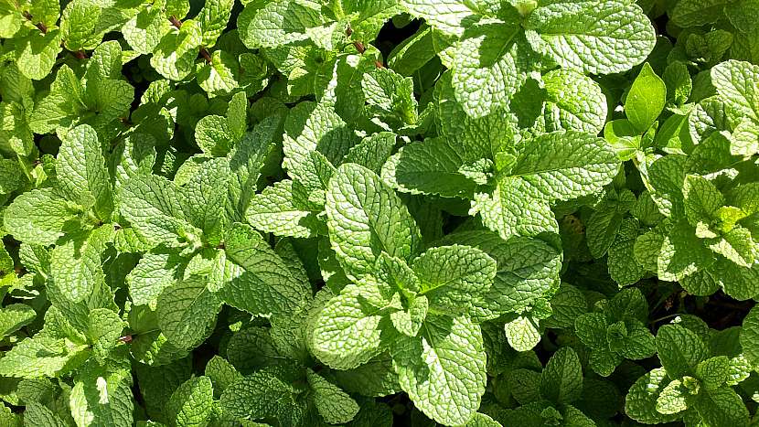 Máta peprná (Mentha piperita) má blahodárné účinky na lidský organismus