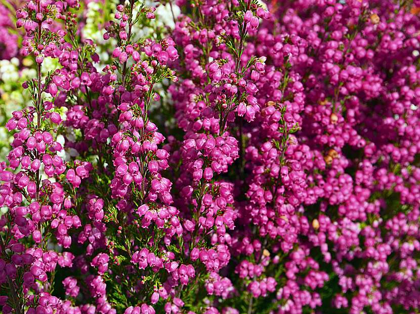 Vřesovec pleťový (Erica carnea)