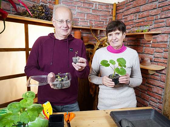 Chcete mít krásnější muškáty než váš soused? Pak je nejvyšší čas na jejich výsadbu