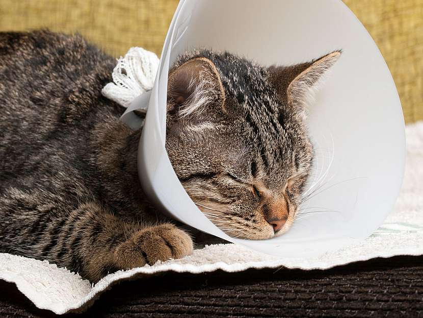 Kočka po operaci
