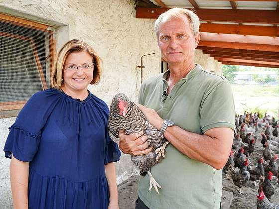 Začněte s chovem těchto opeřenců, jsou užiteční i zábavní