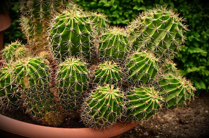 Krása kaktusů