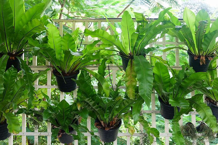 Květiny do koupelny: Sleziník (Asplenium)