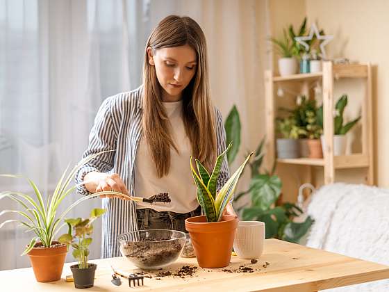 Zmlazení potřebuje čas od času každá pokojová rostlina