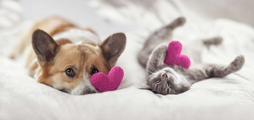 Valentýn je svátkem zamilovaných, proč jej neoslavit i se svými domácími mazlíčky? (Zdroj: iStock)