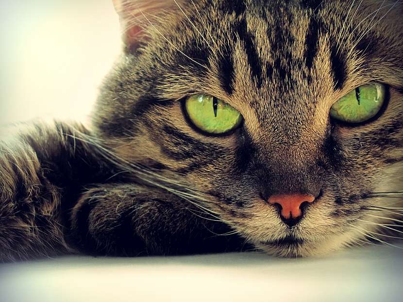 Chraňte vaši kočičku před parazity (Zdroj: Depositphotos)