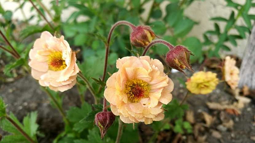 Geum Totaly tangerine