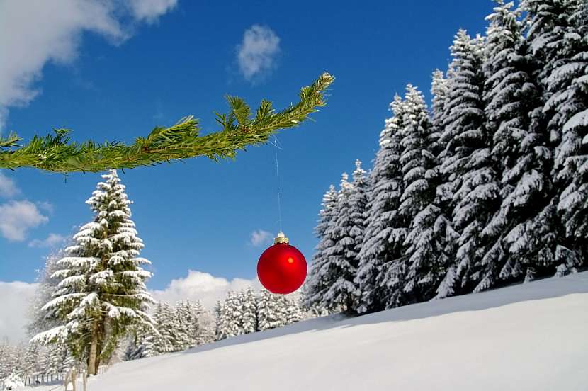 Vánoční nadílku pro lesní zvěř vybírejte s rozmyslem (Zdroj: Depositphotos)