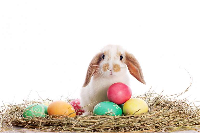 Roztomilý zajíček je jedním ze symbolů Velikonoc (Zdroj: Depositphotos (https://cz.depositphotos.com))