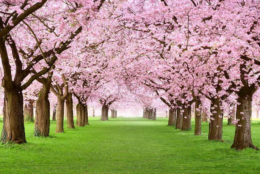 Kvetoucí sakury patří neodmyslitelně do japonské zahrady (Zdroj: Depositphotos.com)