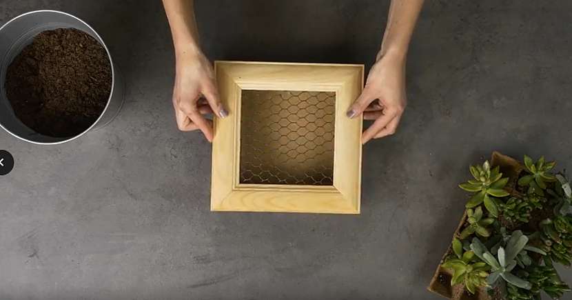 Živý obraz ze sukulentů: sololitová krabička