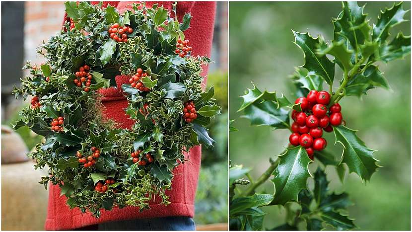 cesmína ostrolistá (Ilex aquifolium)
