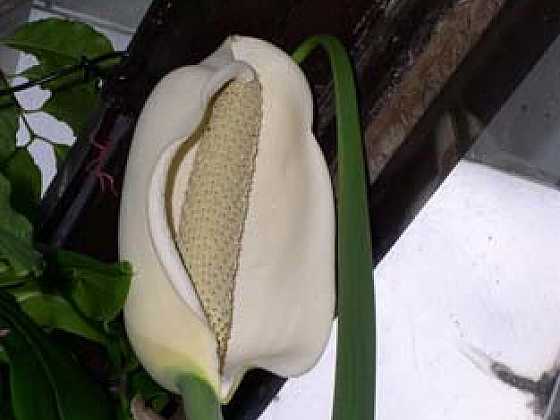 Monstera (<em>Monstera deliciosa</em>)