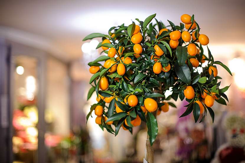 Pokojové citrusy vám dají nejen plody, ale také provoní vzduch (Zdroj: Depositphotos (https://cz.depositphotos.com))