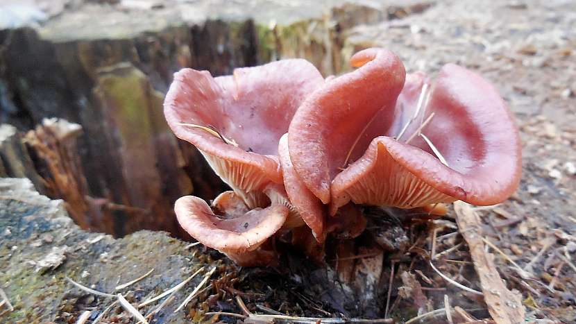 Adventní houby: strmělka přehrnutá (Paralepista flaccida)