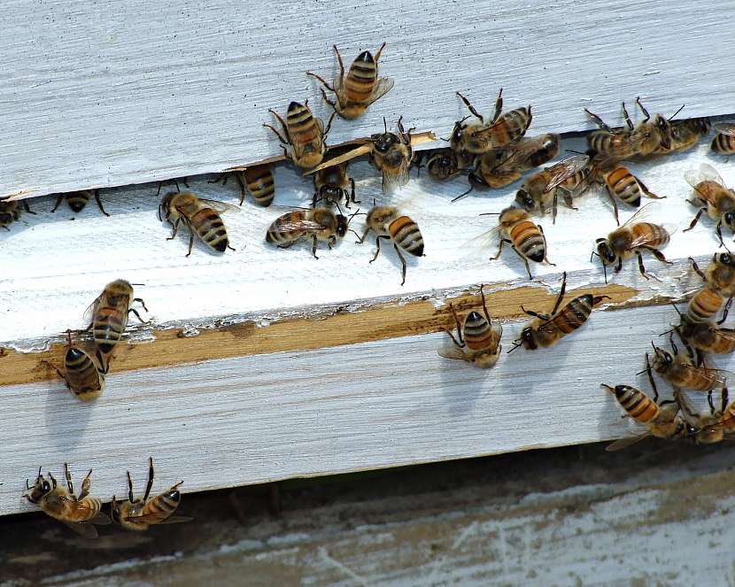Včely jsou sice malé, ale jsou hodně šikovné a především pracovité