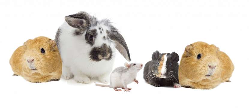 Společenství drobných domácích zvířat dokáže chovat i úplný začátečník (Zdroj: Depositphotos)