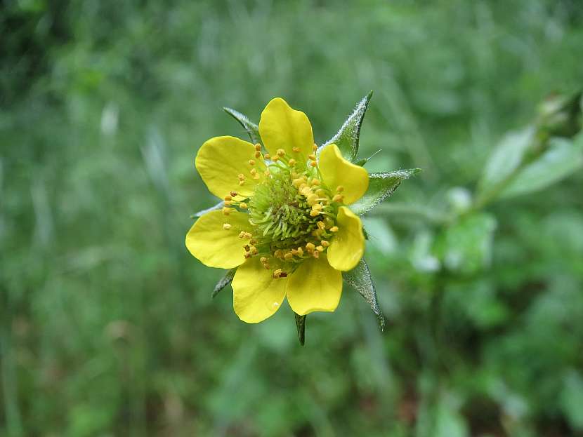 Kuklík městský (Geum urbanum)