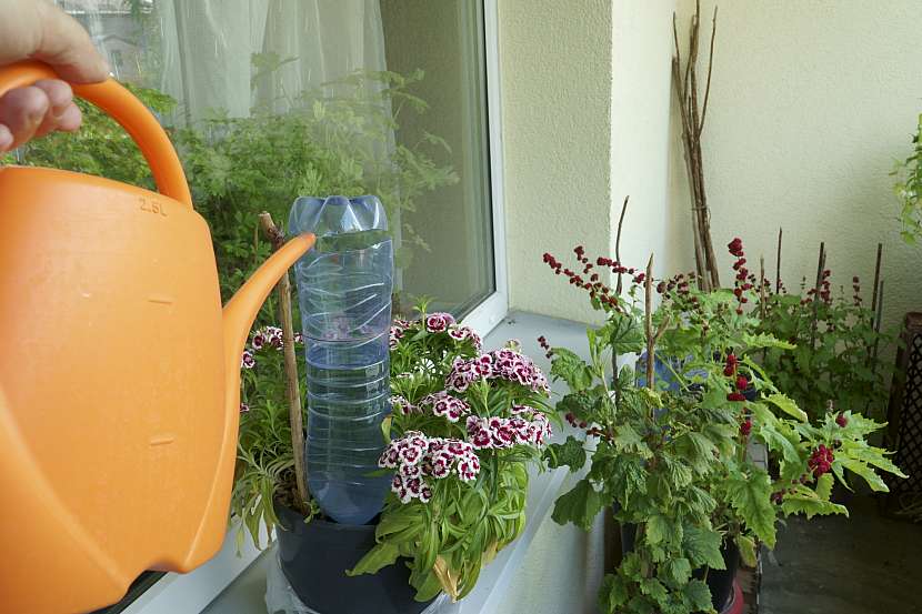 Balkonové rostliny si zaslouží trochu péče i v létě, zásobu vody, jako zde na obrázku, jim dejte například před cestou mimo domov na několik dní (Zdroj: Depositphotos (https://cz.depositphotos.com))