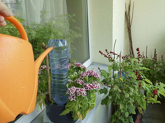 otevřít: Poradíme vám, jak v červenci pečovat o balkonové květiny!