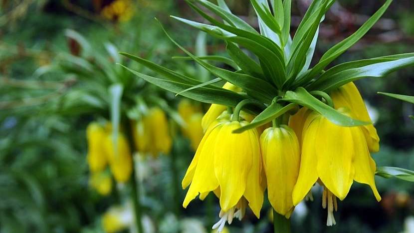 Řebčík královský (Fritillaria imperialis): kultivar  Maxima Lutea