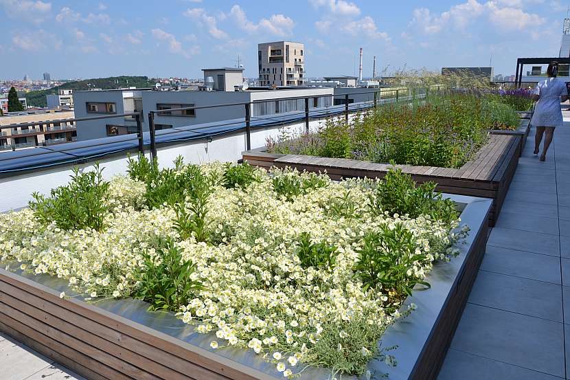 Již v počátcích realizace zelené střechy je nutné zvážit, co na ní budeme chtít pěstovat