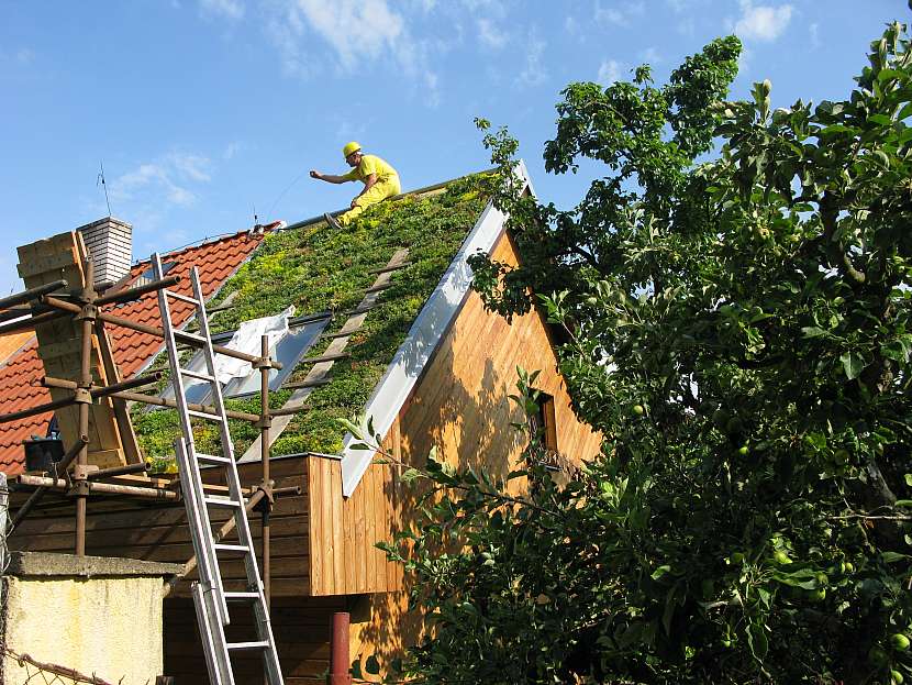 Extenzivní zelená střecha má jednoduchou, nenáročnou vegetační skladbu