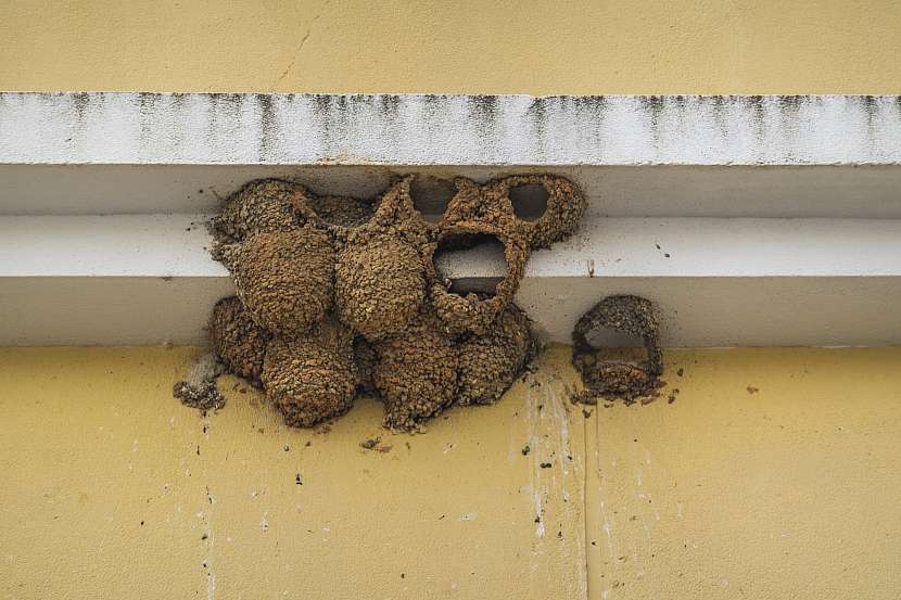 Ptáci znehodnocují fasády klováním i svými hnízdy