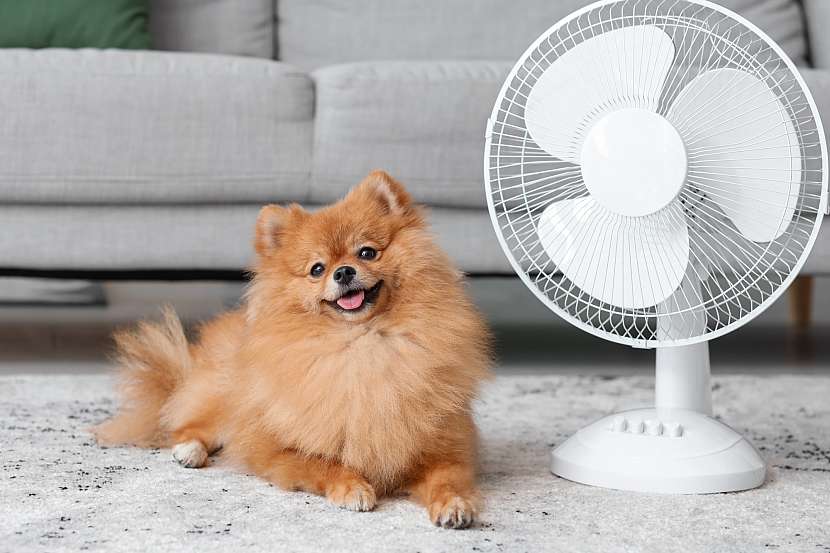 Přenosná klimatizace či výkonný ventilátor dokáže udržet teplotní pohodu nejen doma, ale i v kanceláři (Zdroj: Depositphotos (https://cz.depositphotos.com))